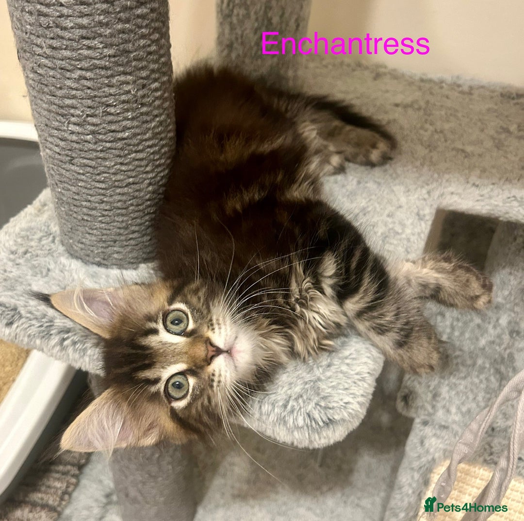 Maine Coon cats for sale: GCCF Maine Coon Kitten Stunning Girl Ready Now - Image 12