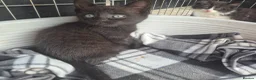 Bengal cats for sale: Two gorgeous Bengal cross kittens  - Advert 5