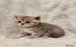 British Shorthair cats for sale: British Shorthair Kittens 🐱 - Advert 4