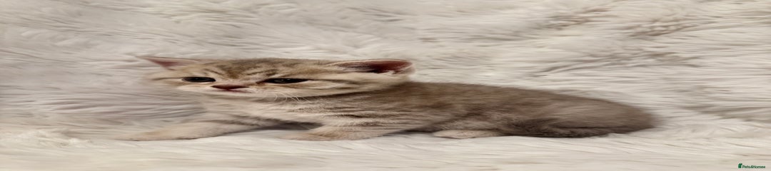 British Shorthair Kitten 5