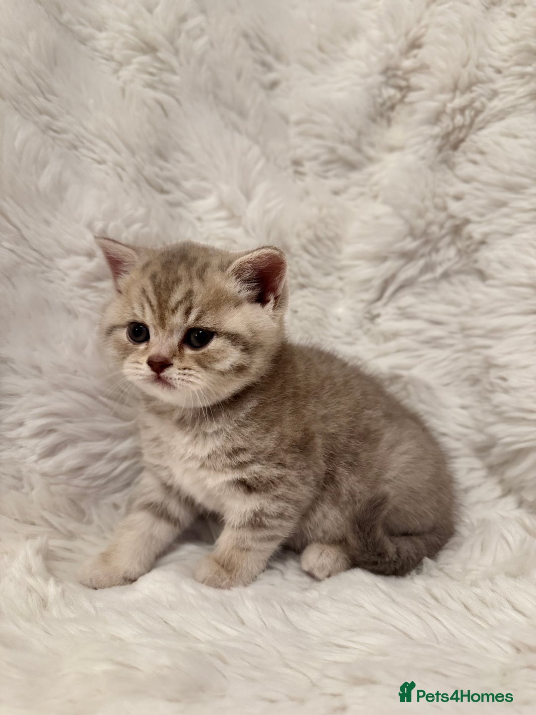 British Shorthair cats for sale: British Shorthair Kittens 🐱 - Advert 4