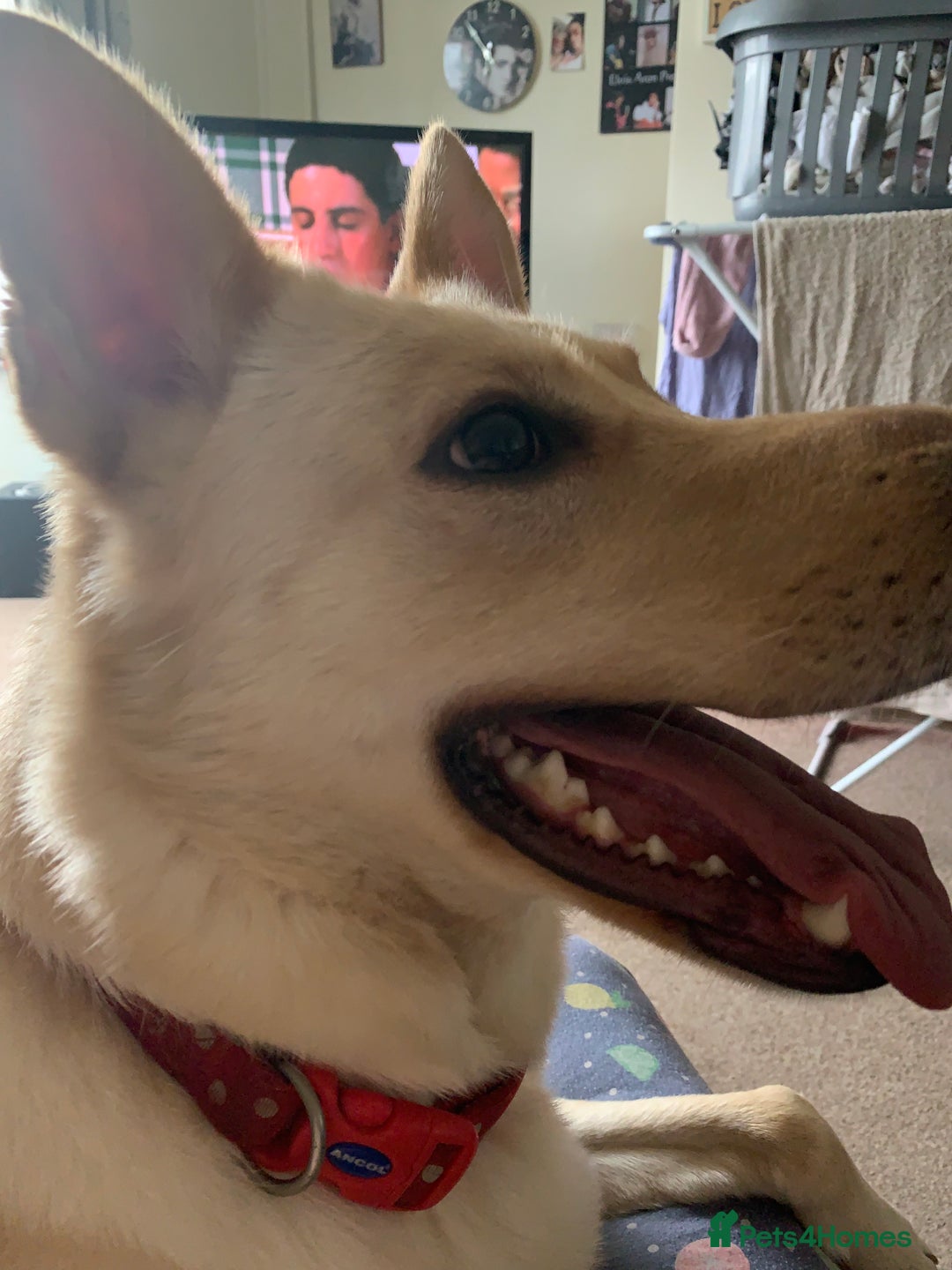 German Shepherd dogs for sale: White German Shepherd  - Image 2