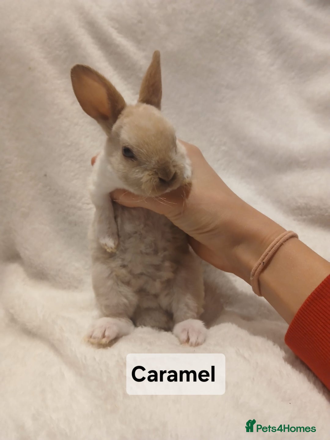 Rex rabbits for sale: Baby Purebred Rex Rabbits For Sale - Image 15