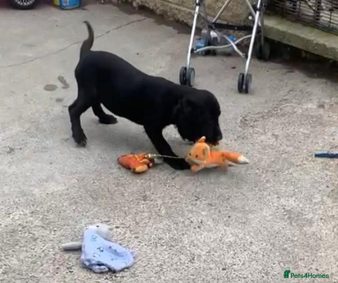 Sprocker dogs for sale: Sprocker pups  - Image 1