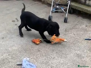 Sprocker dogs - Advert 11