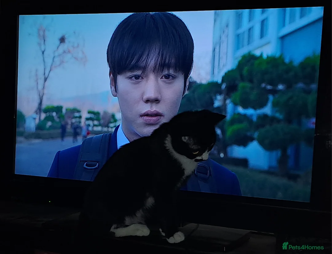 Mixed Breed cats for sale: Sweetest kitten with green eyes needs a home. - Advert 14