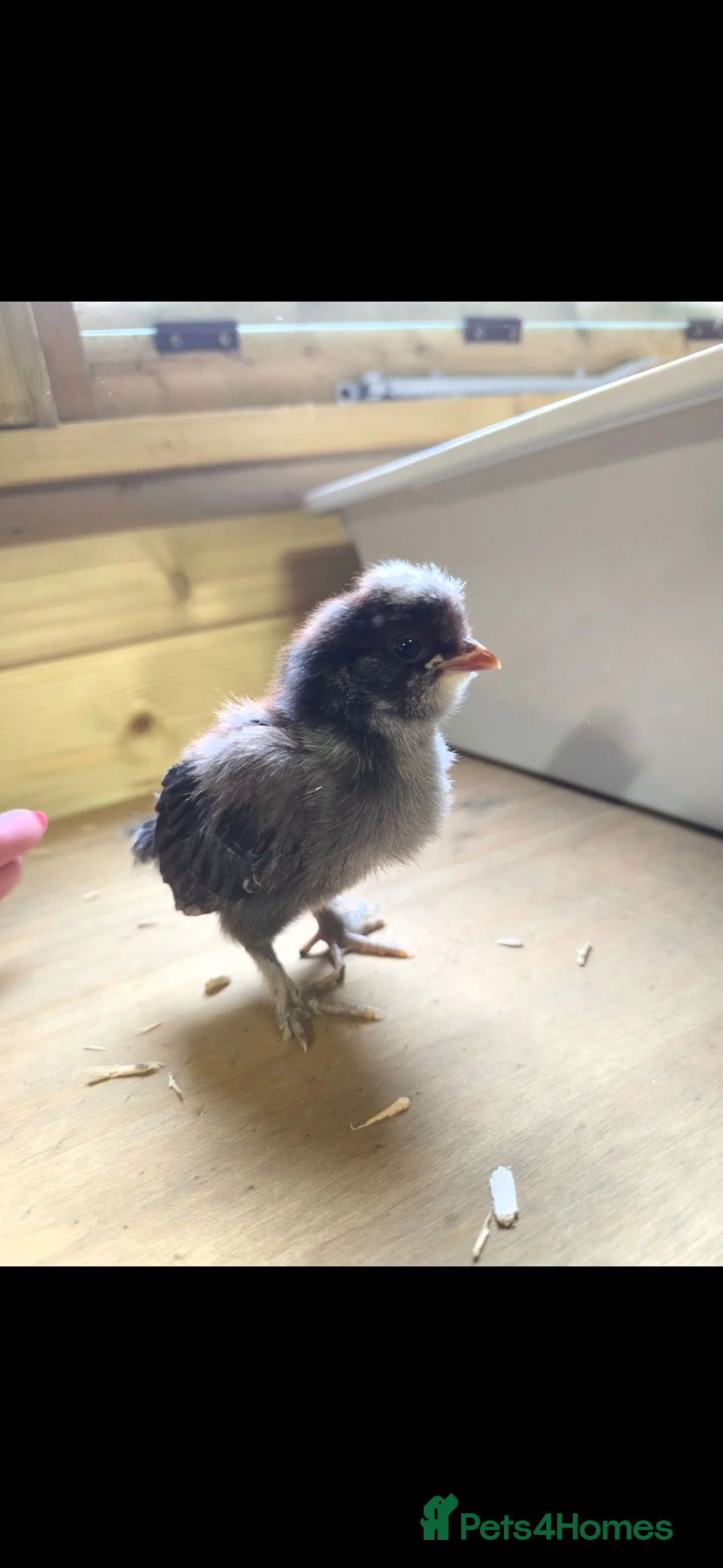 Chickens poultry for sale: Week old chicks  - Advert 5