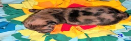 Mixed Breed dogs for sale: Unique Litter Miniature Dachshund & "Dameranian" - Advert 14