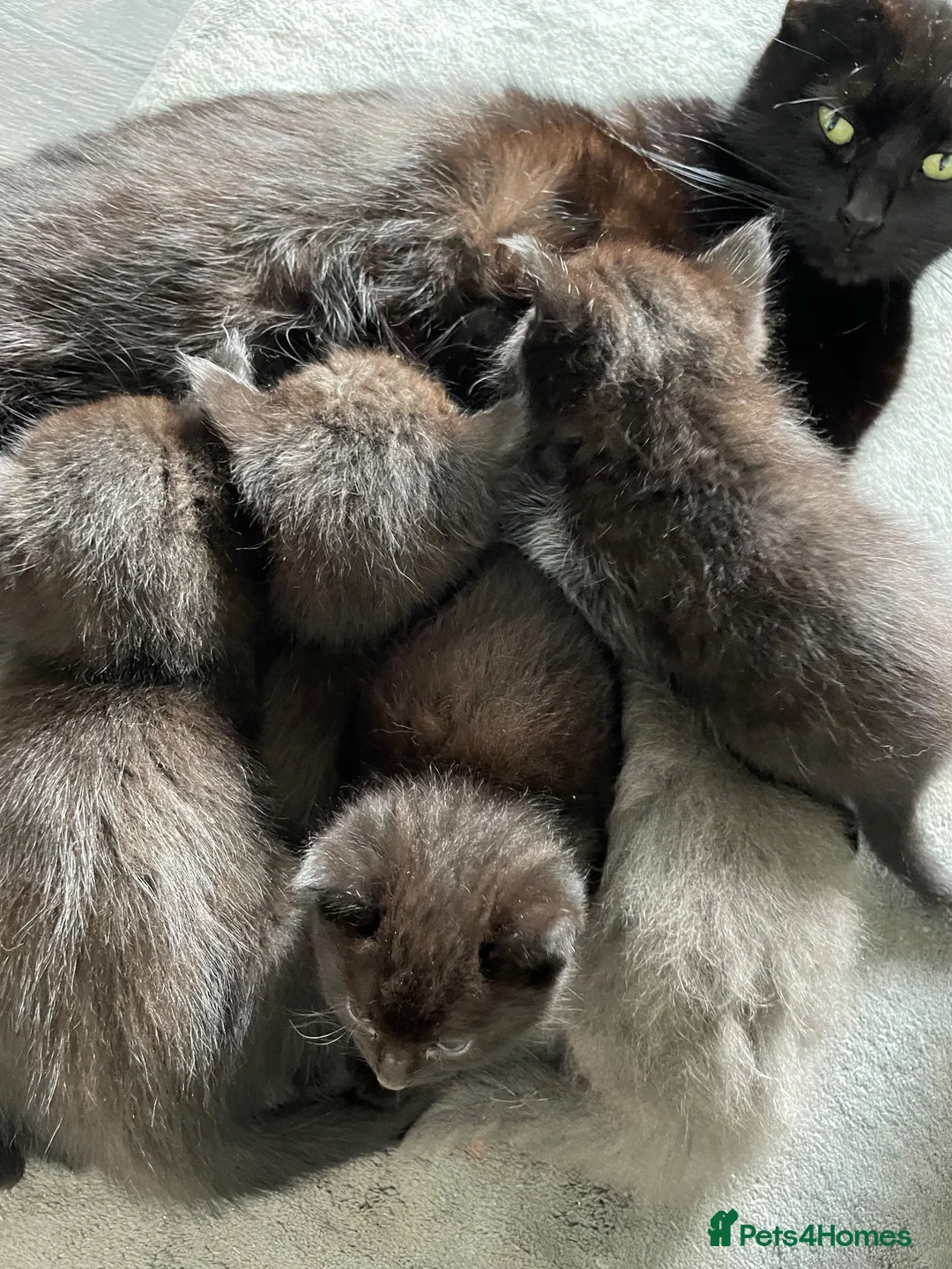 Mixed Breed cats for sale: Beautiful black smooth haired kittens in Tavistock - Advert 2