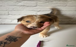 Mixed Breed dogs for sale: Lurcher pups  - Image 2