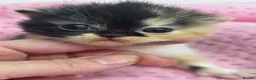 Exotic cats for sale: 3 beautiful quality exotic kittens - Advert 6