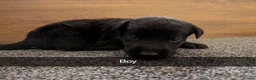 Mixed Breed dogs for sale: Puppies  - Advert 7