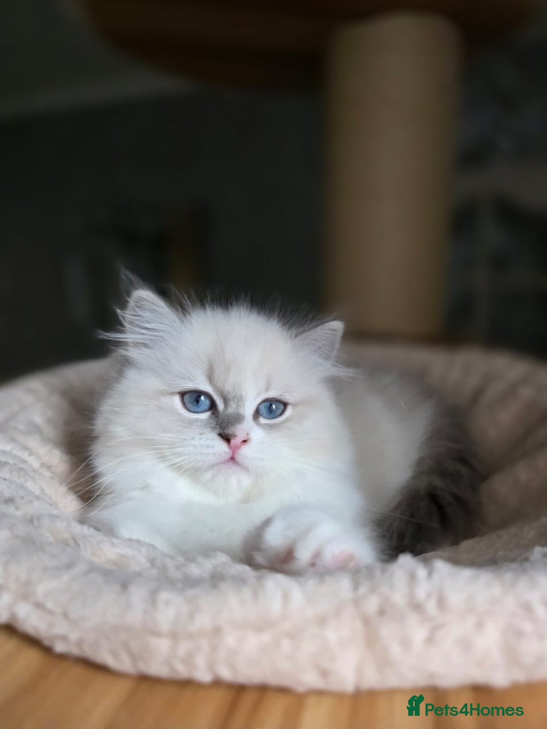 Ragdoll cats for sale: 🩷Amazing European Grand Champion lines🏆🥇 TICA💙 - Advert 19