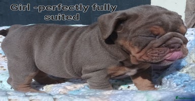 English Bulldog dogs - Advert 1
