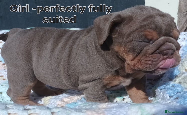 English Bulldog dogs - Advert 1