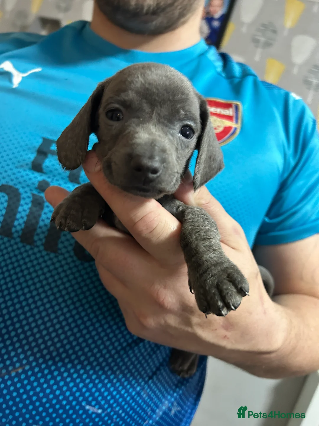 Miniature Dachshund dogs for sale: Miniature dachshunds  - Advert 9