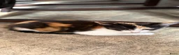 Mixed Breed cats for sale: Ragdoll Male Kitten + 2 Female Calico Kittens - Advert 14