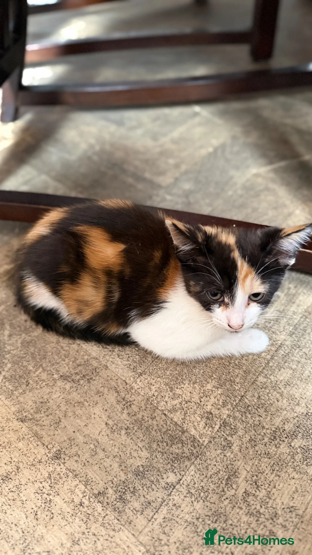 Mixed Breed cats for sale: Ragdoll Male Kitten + 2 Female Calico Kittens - Advert 14