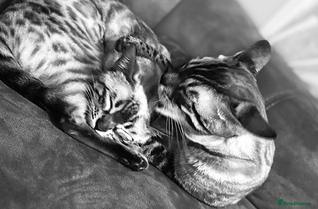Bengal cats for sale: Bengal kittens for rehoming  - Image 11