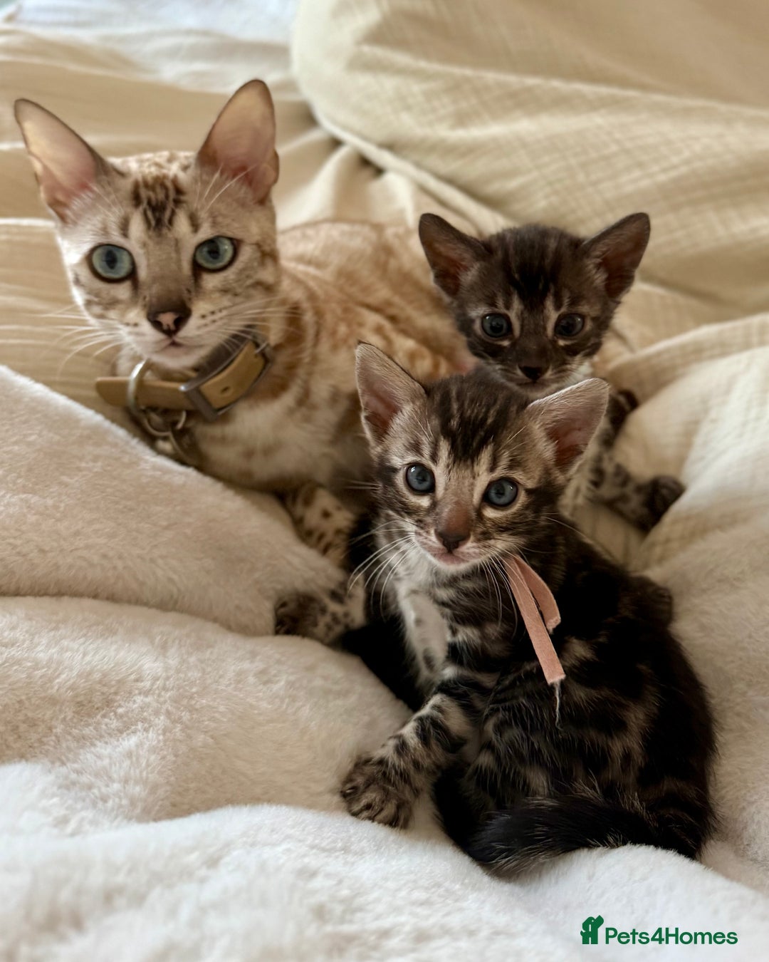 Bengal cats for sale: Stunning Glittered Pedigree Bengal Female TICA reg - Image 27