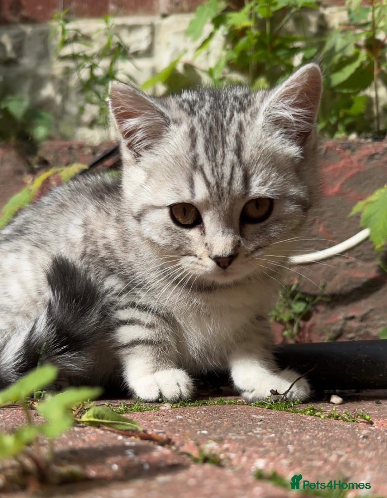 British Shorthair cats *Ready to leave next week* GCCF BSH silver tipped  - Advert 2