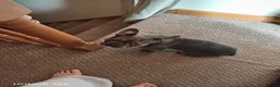 French Bulldog dogs for sale: French bulldog female 18 months old in Doncaster - Advert 2