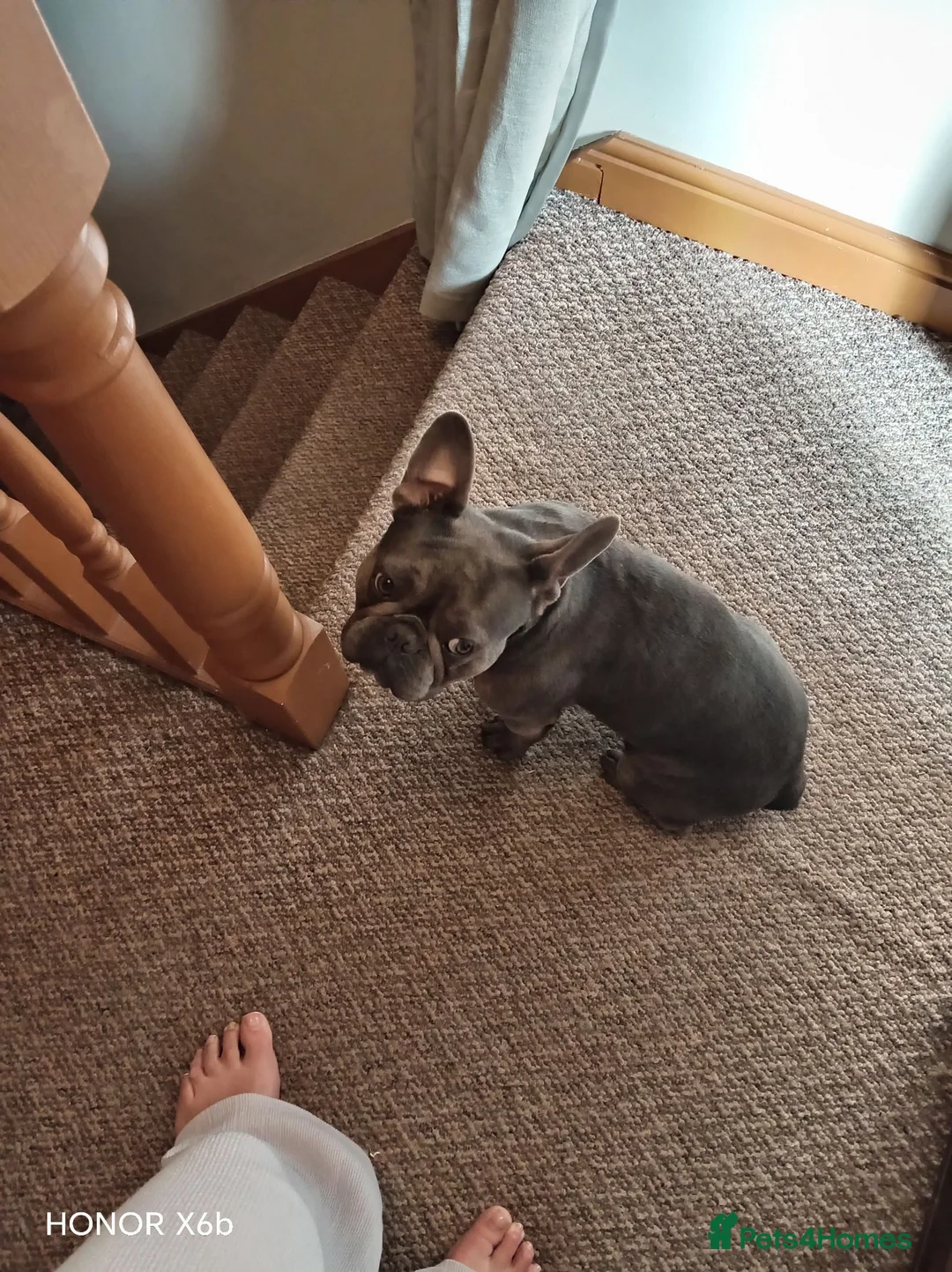 French Bulldog dogs for sale: French bulldog female 18 months old in Doncaster - Advert 2