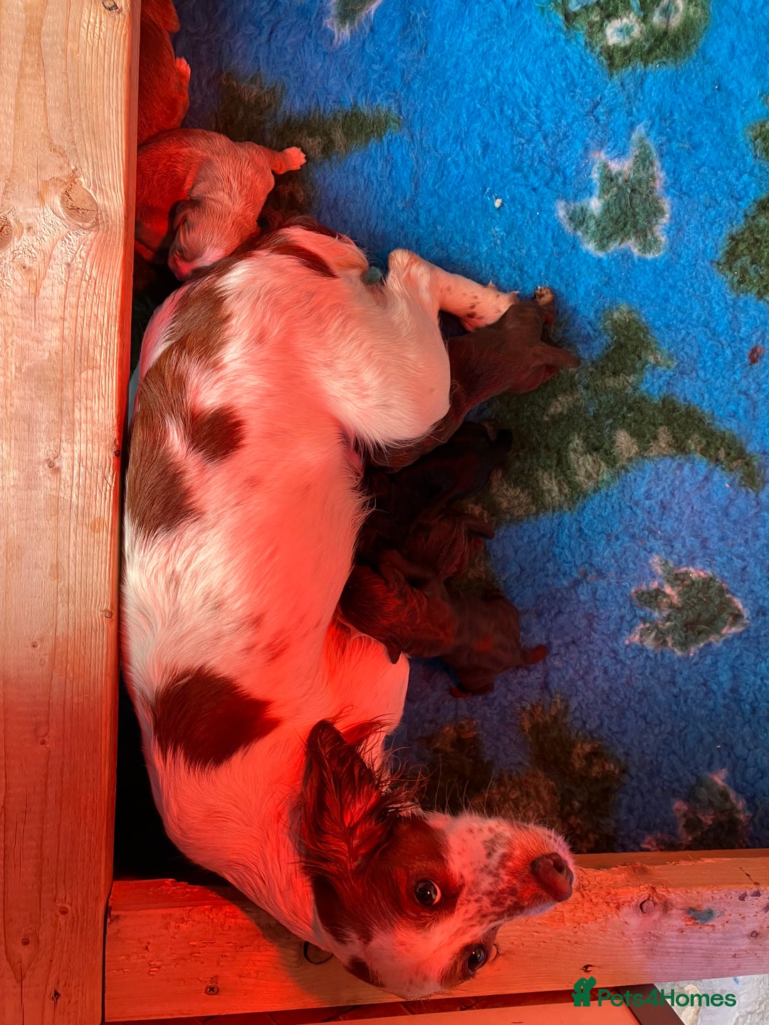Cocker Spaniel dogs for sale: Last beautiful chocolate cocker pup girl  - Image 6