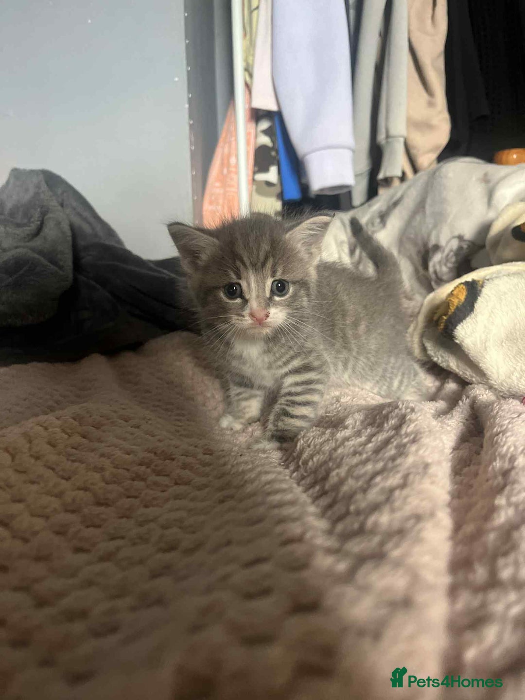 Mixed Breed cats for sale: Beautiful grey kittens - Image 22