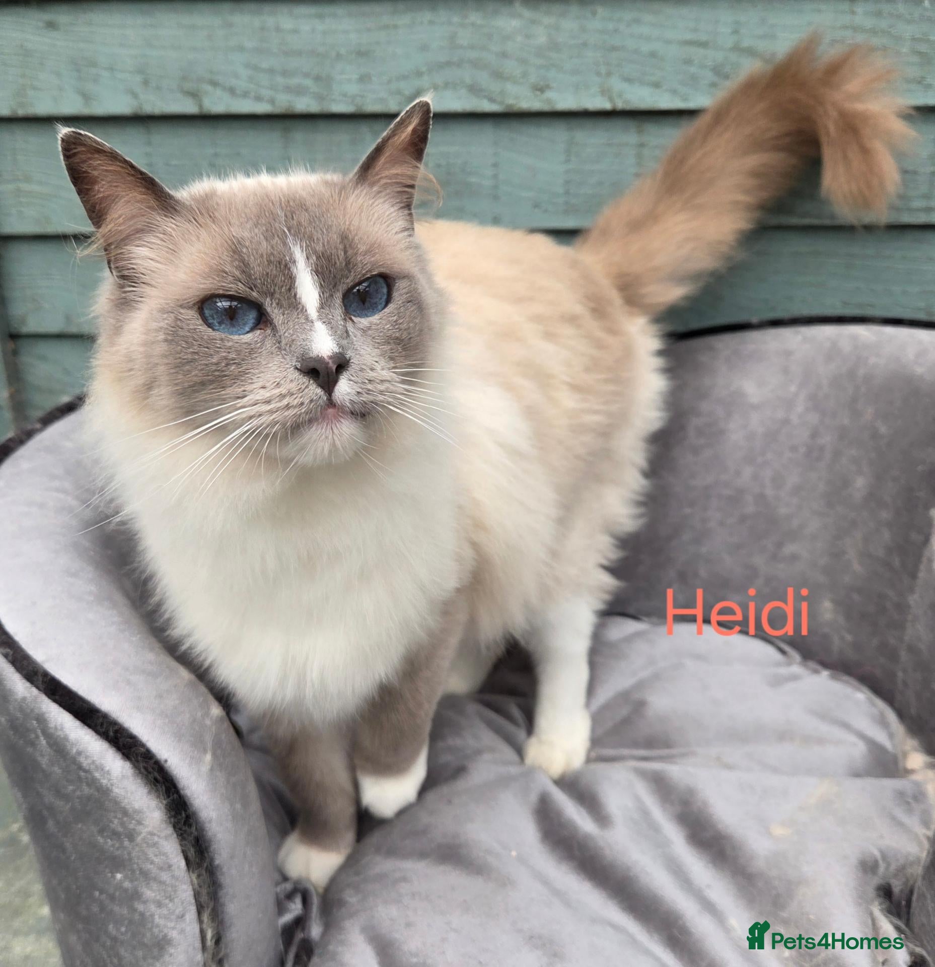 Ragdoll cats Beautiful solid Female retired Queen  - Advert 1