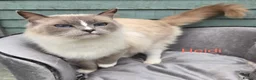 Ragdoll cats for sale: Beautiful solid Female retired Queen  - Advert 1