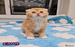 British Shorthair cats for sale: Adorable Kittens Ready For Reservation  - Image 11
