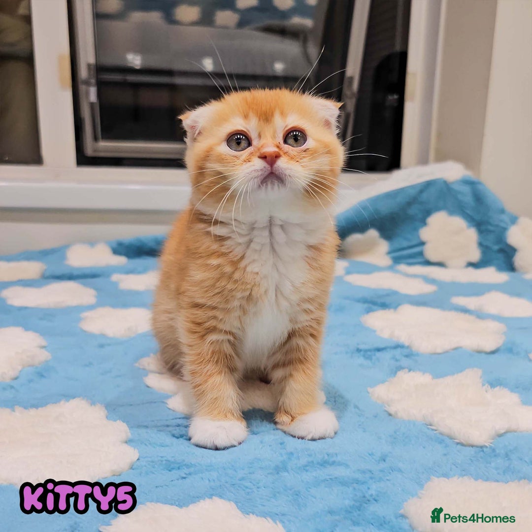 British Shorthair cats for sale: Adorable Kittens Ready For Reservation  - Image 11