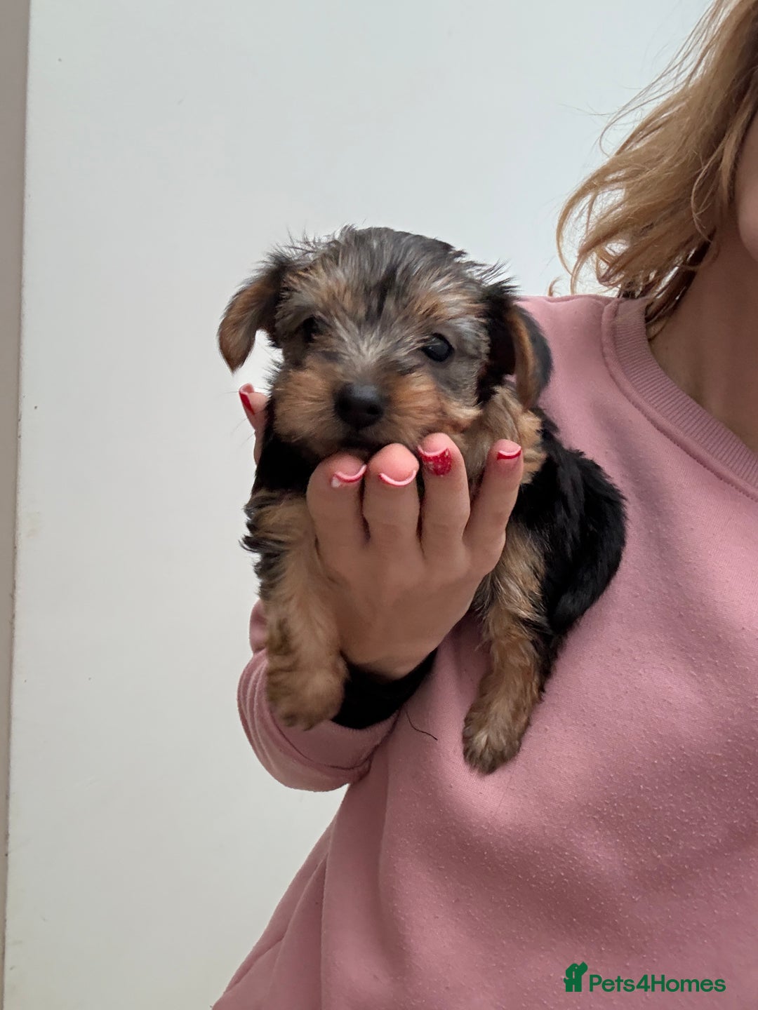 Yorkshire Terrier dogs for sale: Yorkshire puppy - Advert 9