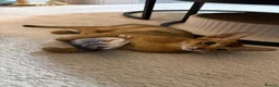 Abyssinian cats for sale: 🐾 Two Gorgeous Abyssinian Kittens 🐈‍⬛ - Advert 2