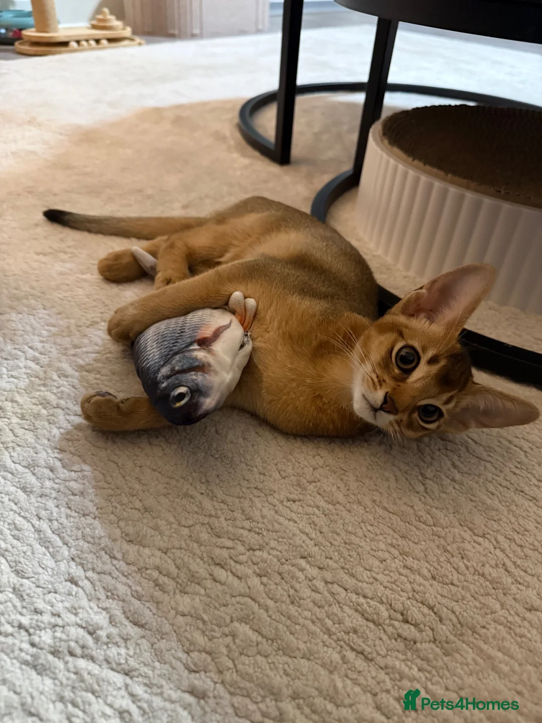 Abyssinian cats for sale: 🐾 Two Gorgeous Abyssinian Kittens 🐈‍⬛ - Advert 2