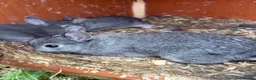 Netherland Dwarf rabbits for sale: Netherland dwarf x Rex  - Advert 3