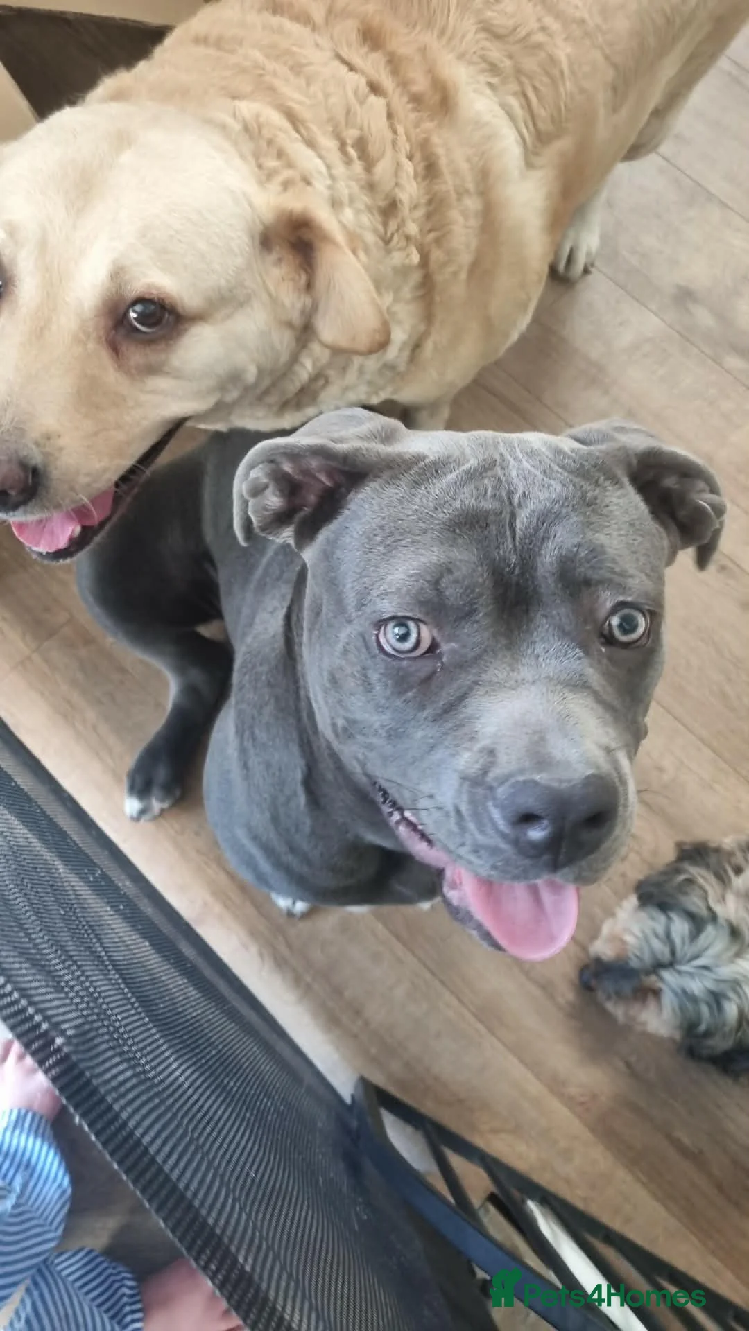 Mixed Breed dogs for sale: 9 month old beautiful cane corso x  in Newport - Advert 3