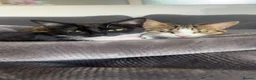 Brazilian Shorthair cats for sale: Brittle short hair for sale  - Advert 4