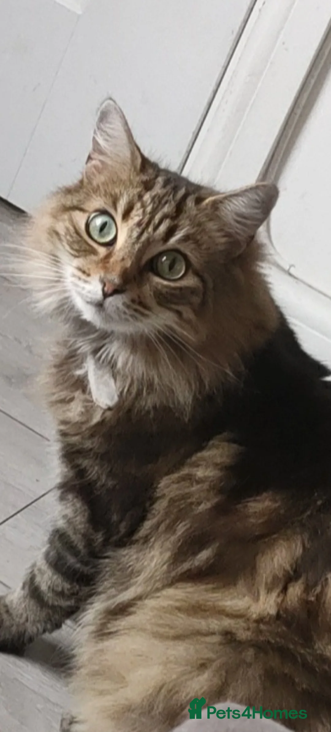 Mixed Breed cats for sale: Long hair Tabby cat  - Advert 3