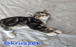 Domestic Shorthair cats for sale: Cute kittens for new home - Image 7