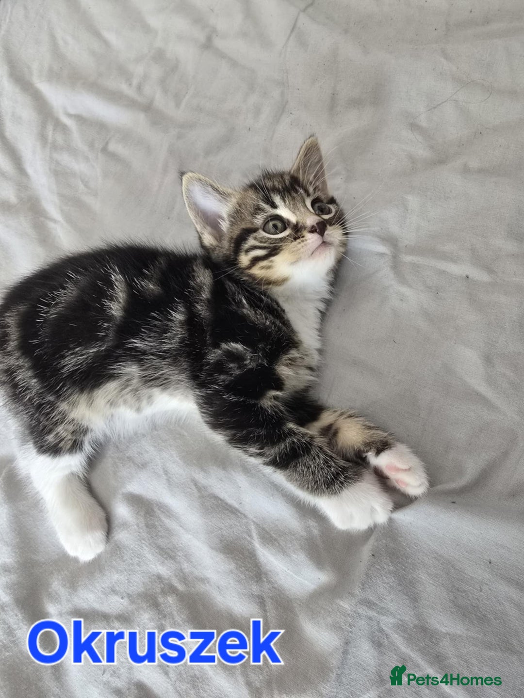 Domestic Shorthair cats for sale: Cute kittens for new home - Image 7