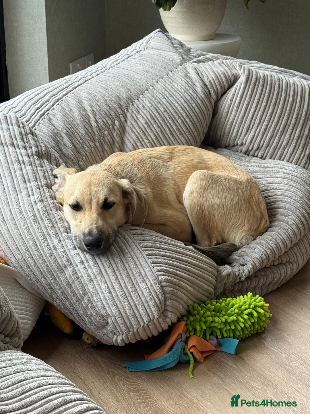 Mixed Breed dogs for sale: Playful 7 Month Pup Looking for Her Forever Home - Image 4