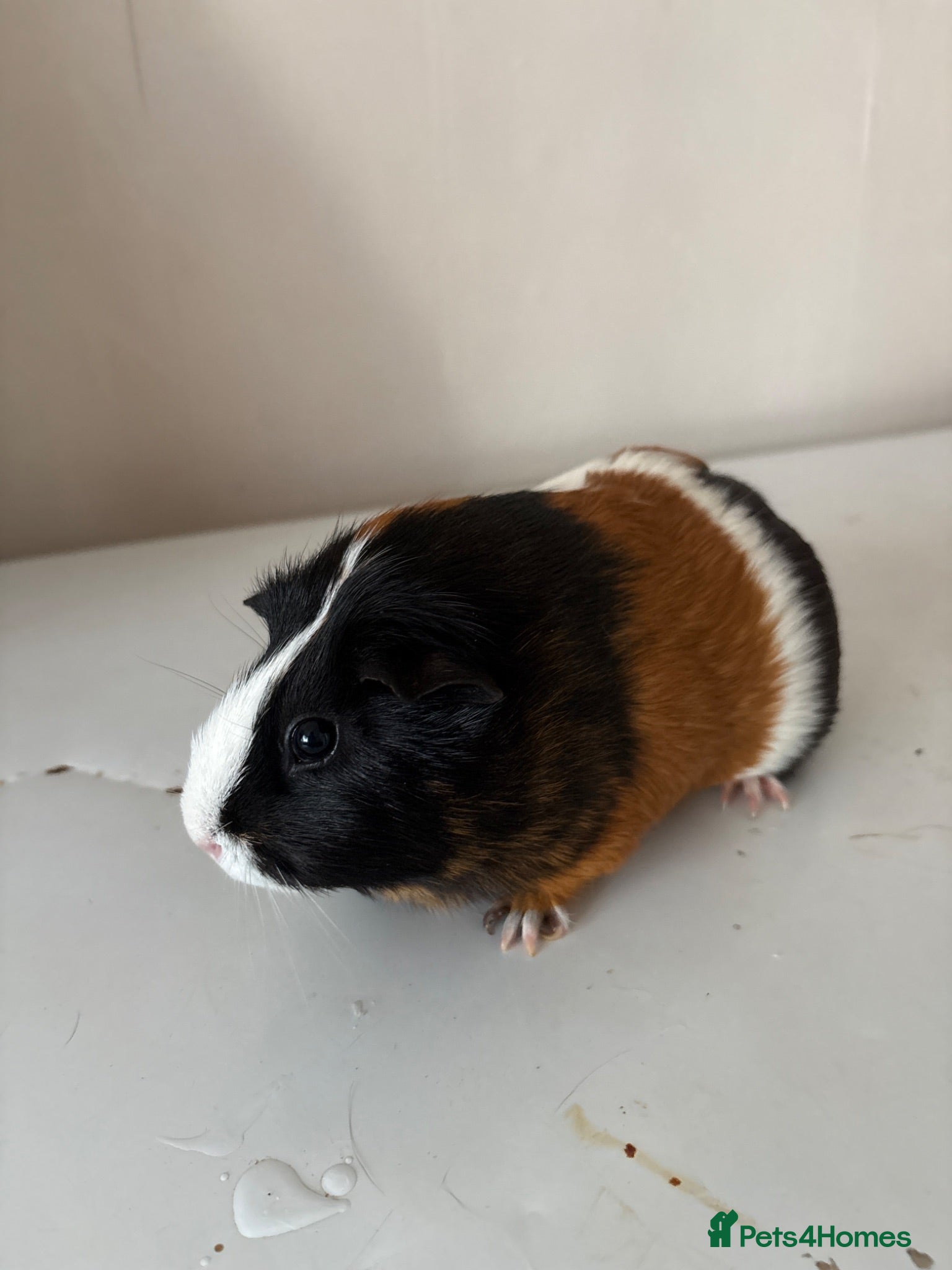 Guinea Pig rodents Looking for new home - Advert 1