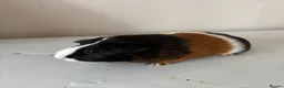 Guinea Pig rodents for sale: Looking for new home in Tunbridge Wells - Advert 1