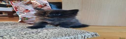 Mixed Breed cats for sale: 3 Adorable Black Kittens looking for Home - Advert 14