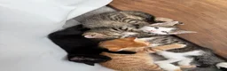 British Shorthair cats for sale: 3 British short hair kitten - Advert 6