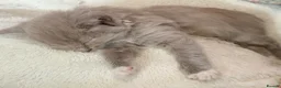 Ragdoll cats for sale: Rare Fawn ‘cherubim’ ragdoll - Advert 2