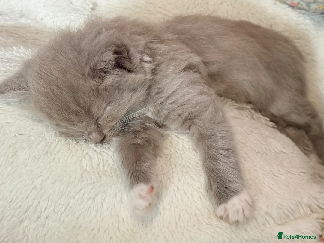 Ragdoll cats for sale: Rare Fawn ‘cherubim’ ragdoll - Advert 2