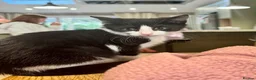 Mixed Breed cats for sale: Two beautiful kittens - Advert 2